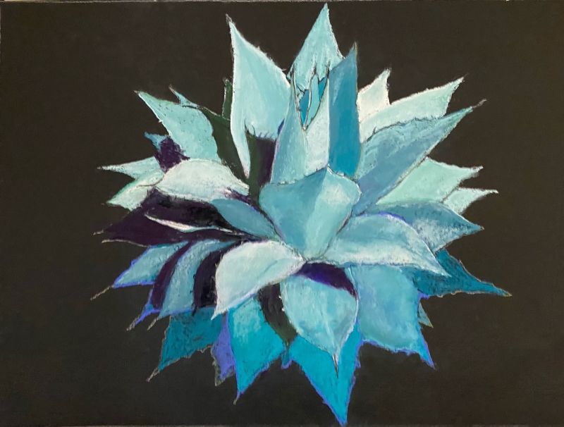 Agave with Shadows by artist Lillian Buchanan